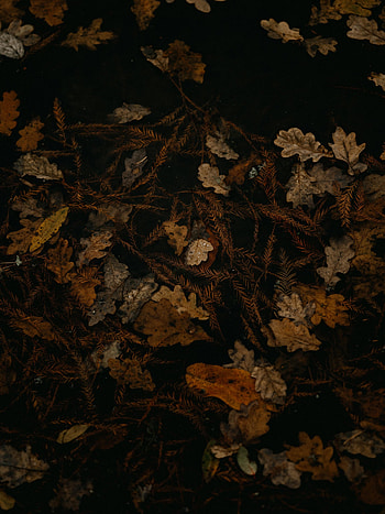 Autumn, Leaves, Macro, Brown, Dry, Fallen Leaves, Fallen Foliage HD phone wallpaper