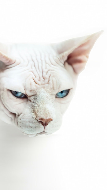 Sphynx Cat, , Exquisite feline, Stunning visuals HD phone wallpaper