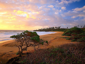 Nature, Trees, Sea, Beach, Sand, Bush, Shore, Bank HD wallpaper