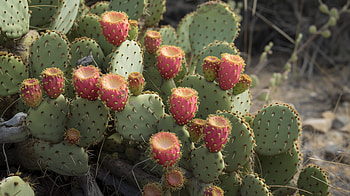 Prickly Pear Cactus Bloom, prickly pear cactus, cactus, desert HD wallpaper