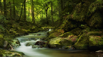 River Water Stream Between Algae Covered Stones Rocks Trees Forest Background Nature HD wallpaper