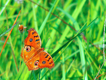 Lost in the green, black, butterfly, green, grass, orange HD wallpaper