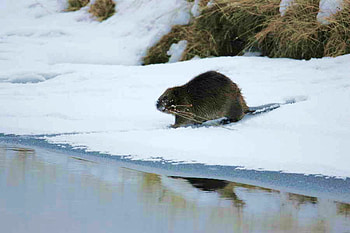 Beaver, cool, beautiful HD wallpaper