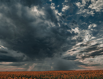 Nature, Sunflowers, Twilight, Clouds, Field, Dusk HD wallpaper