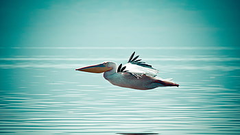 Pelican Bird, pelican, birds HD wallpaper