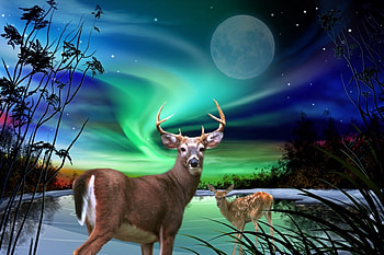 Deer Under a Beautiful Sky, night, winter, beautiful, moon, northern lights, green, sky, Blue, Deer HD wallpaper