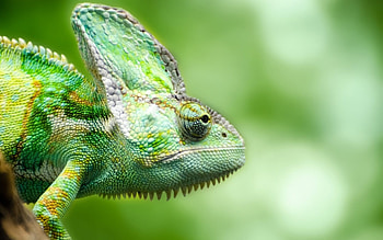 Chameleon, animals, green, reptiles, beautiful HD wallpaper