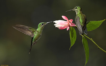 Hummingbirds, birds, macro, flower HD wallpaper