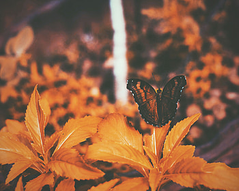Leaves, Macro, Butterfly HD wallpaper