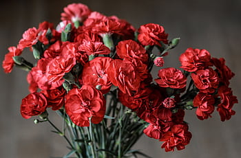 A stunning close-up of vibrant red carnations in full bloom. HD wallpaper