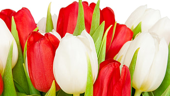 Plants, Flowers, Tulips HD wallpaper