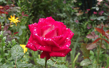 Plants, Flowers, Roses HD wallpaper