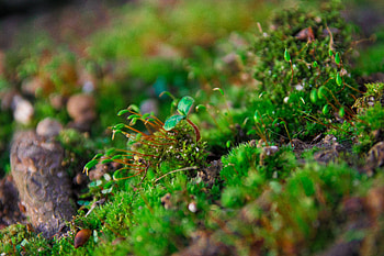 Plants, Macro, Moss HD wallpaper