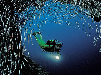 School of Fish Diver , fish, animals HD wallpaper