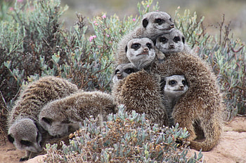 Animals, Lot, Meerkats, Snuggle, Squeezed HD wallpaper