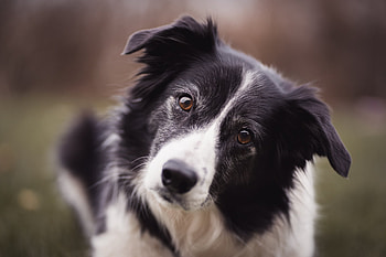 Border Collie facts, Intelligent dog breed, Eager learner, Athletic agility HD wallpaper