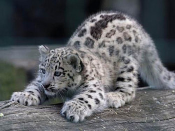 cute!, cute, cat, big cat, nice HD wallpaper