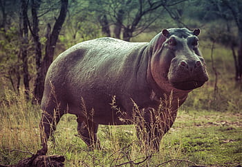 Close-up of a large hippopotamus in an African savanna capturing its natural habitat. HD wallpaper
