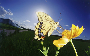 Butterfly eve, butterfly, evening, yellow, flower HD wallpaper