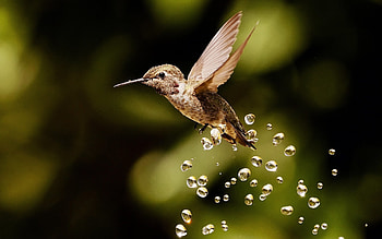Hummingbird, drops, bird, macro HD wallpaper