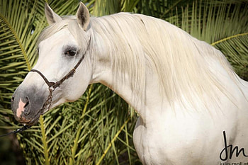 Refined Beauty, spanish, andalusian, horses, white HD wallpaper