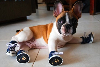 MY NEW SHOE'S, dog, puppy, shoes, costume, cute HD wallpaper