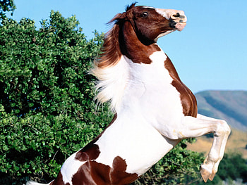 Pinto Horse, horse, nature, wild, spotted HD wallpaper