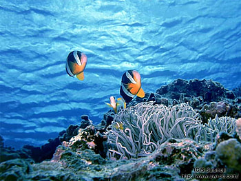 Clown fish family, blue, white, coral reefs, fish, orange, ocean HD wallpaper