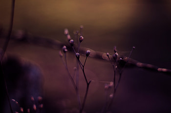 Macro Plants Bokeh Effect , plants, bokeh-effect, macro, nature HD wallpaper