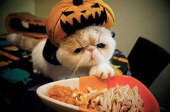 Halloween kitty, cats, Halloween, kitty, animals HD wallpaper