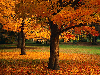 Landscape, Trees, Autumn HD wallpaper