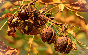 Chestnut tree, Nature , Landscape, Better HD wallpaper