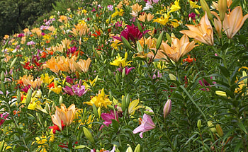 Flowers, Lilies, Greens, Lot, Diversity, Variety HD wallpaper