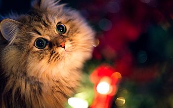 Kitten, kitten, animals, cute HD wallpaper