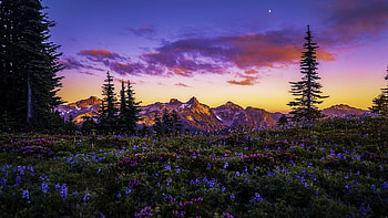 A warm summer's eve at Mt. Rainier, Washington, wildflowers, colors, landscape, trees, clouds, sky, sunset, usa HD wallpaper