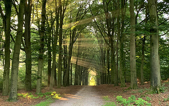 Sunbeams in Avenue, trees, sunbeams, alley, avenue, road HD wallpaper