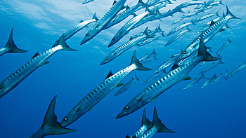 Barracuda animal, posted, Michelle Simpson, Aquatic predator HD wallpaper