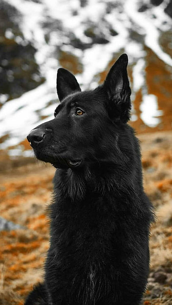 Black Dog, Dog HD phone wallpaper