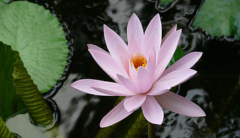 Flowers, Water, Leaves, Close-Up, Water Lily HD wallpaper