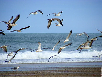 Seagulls, flight, flock, ocean HD wallpaper