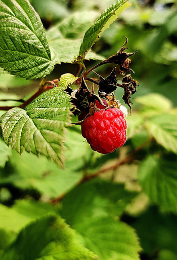 Food, Leaves, Raspberry, Branch, Berry HD phone wallpaper