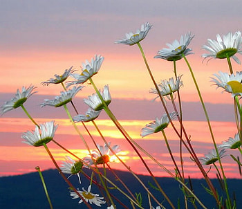 daisy, white, sunset, flower HD wallpaper