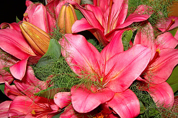 Plants, Flowers HD wallpaper