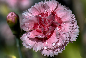 Pink carnation, beautiful, water drops, flower, carnation HD wallpaper