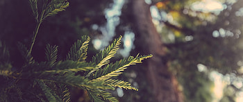 ultrawide, Landscape, Nature, graphy / and Mobile Backgrounds HD wallpaper