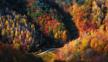 autumn, road, nature, treees HD wallpaper