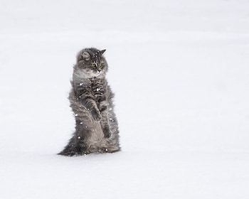 Dancing on the snow, winter, animal, white, dancer, cute, cat, pisica, snow, iarna, funny HD wallpaper
