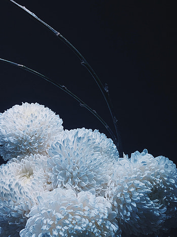 Flowers, Chrysanthemum, Bouquet HD phone wallpaper
