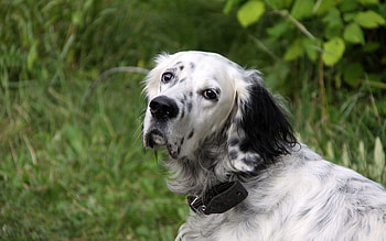 Animals, Dog, Muzzle, Spotted, Spotty, Collar HD wallpaper