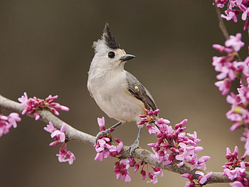 Bird and flowers, nature, bird, forest, flower HD wallpaper